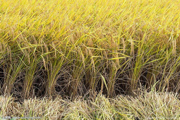 Chinese scientists find gene that increases rice yields in saline soil