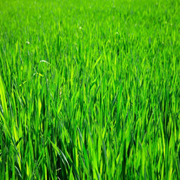 Acetamiprid Application