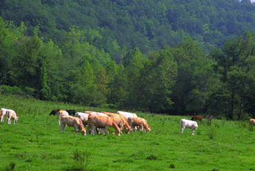 What are the start-up challenges associated with farm growth?